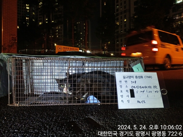 보호중동물사진 공고번호-경기-광명-2024-00329