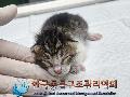 공고 번호가 경기-파주-2024-00382인 한국 고양이 동물 사진