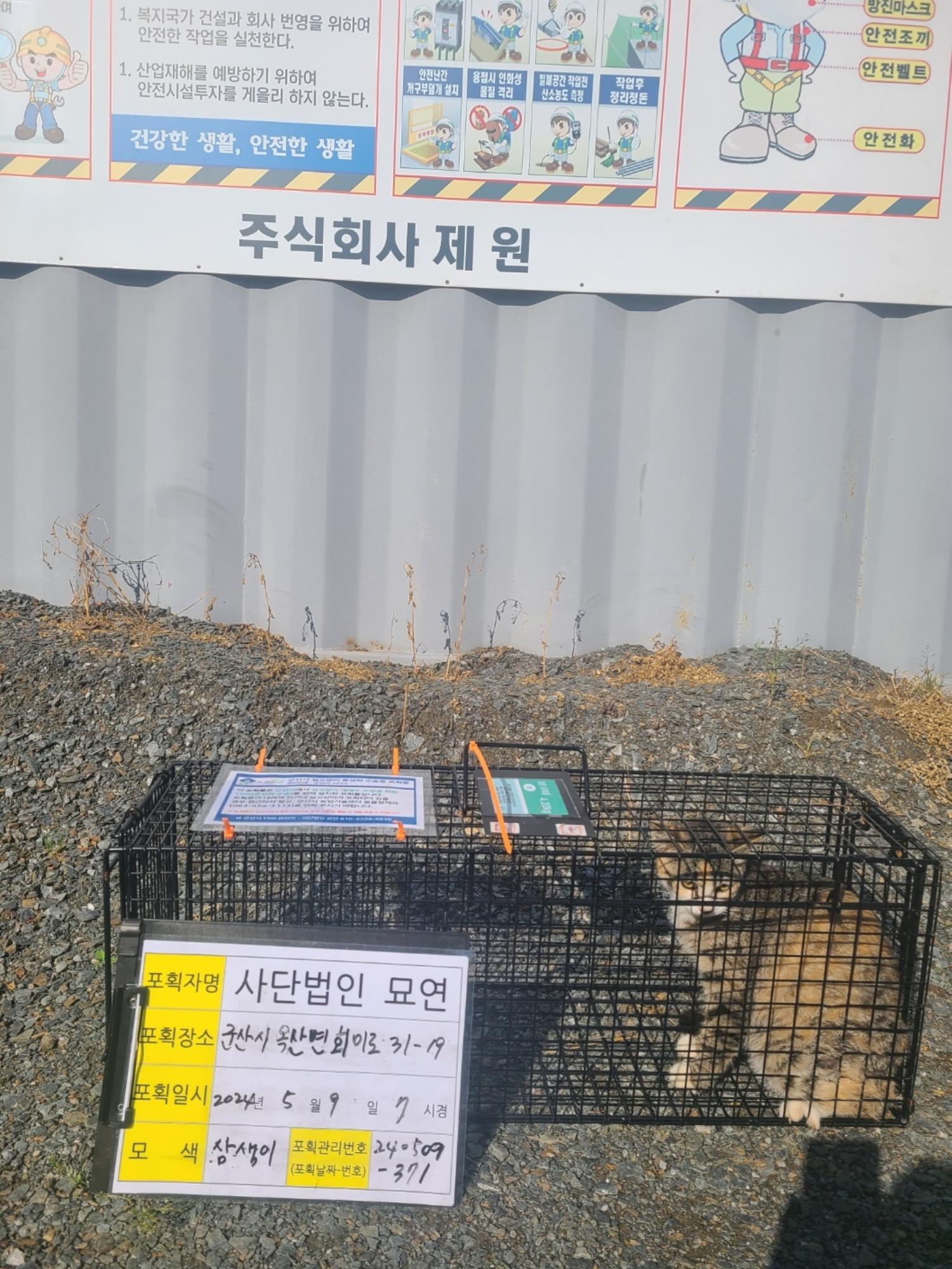 보호중동물사진 공고번호-전북-군산-2024-00376