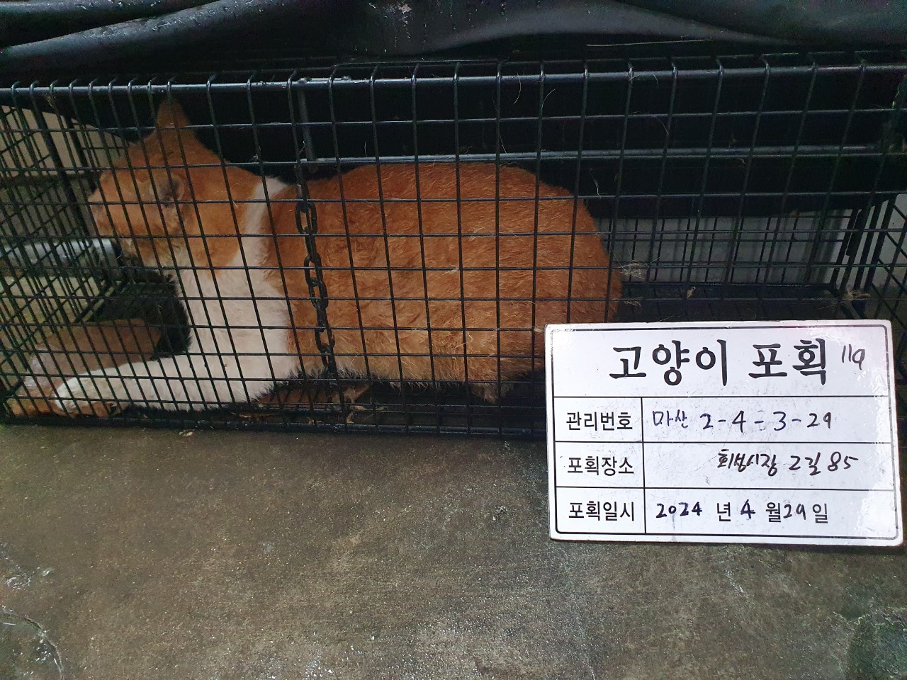 보호중동물사진 공고번호-경남-마산-2024-00598