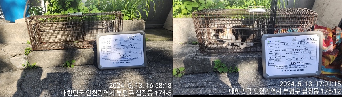 보호중동물사진 공고번호-인천-부평-2024-00131