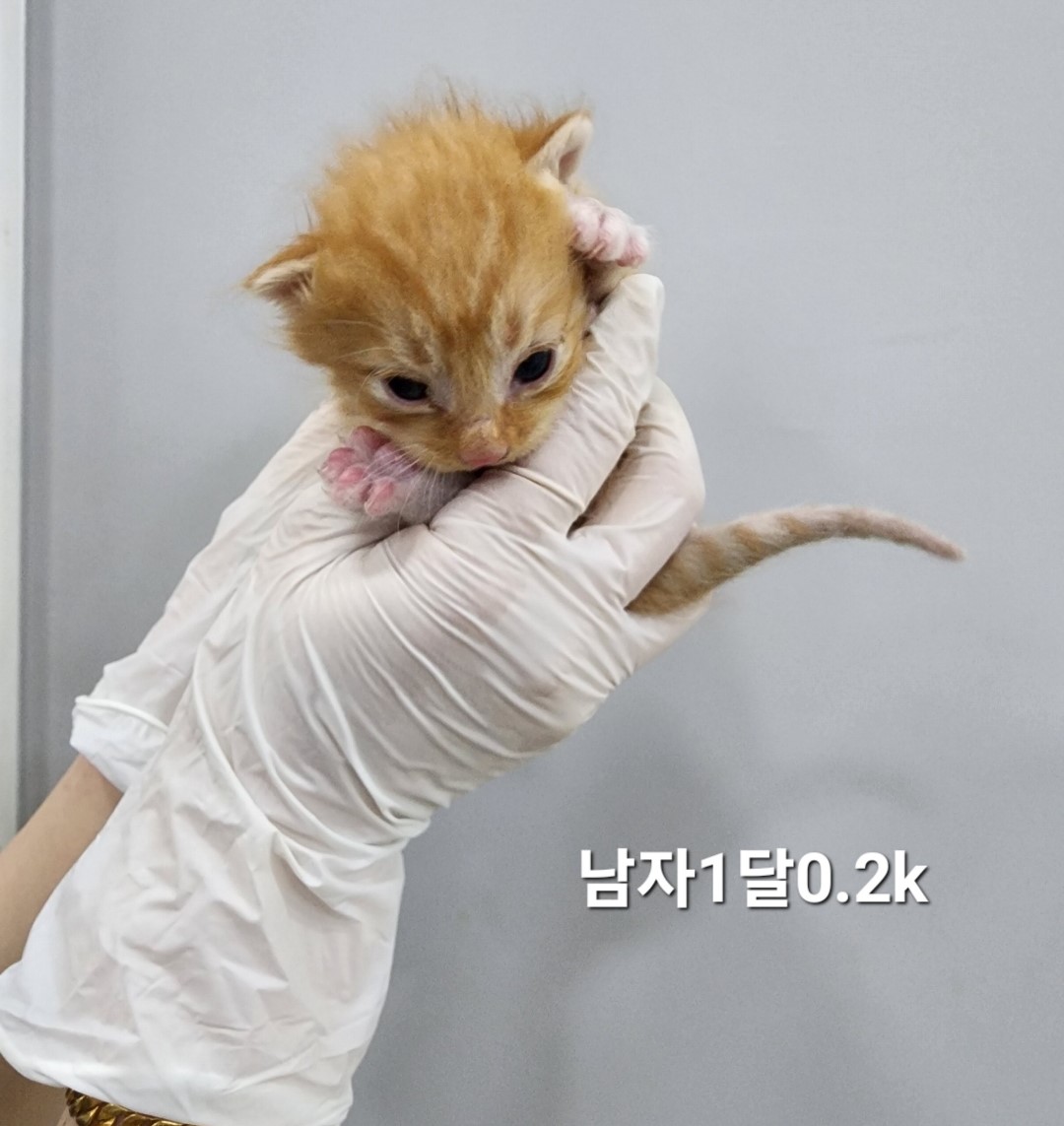 공고 번호가 충북-옥천-2024-00238인 한국 고양이 동물 사진