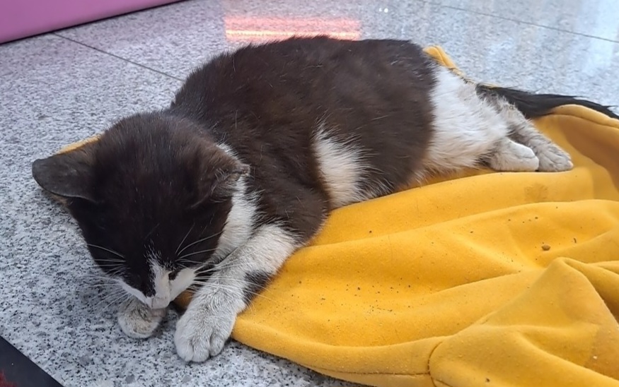 공고 번호가 경기-수원-2024-00183인 한국 고양이 동물 사진  