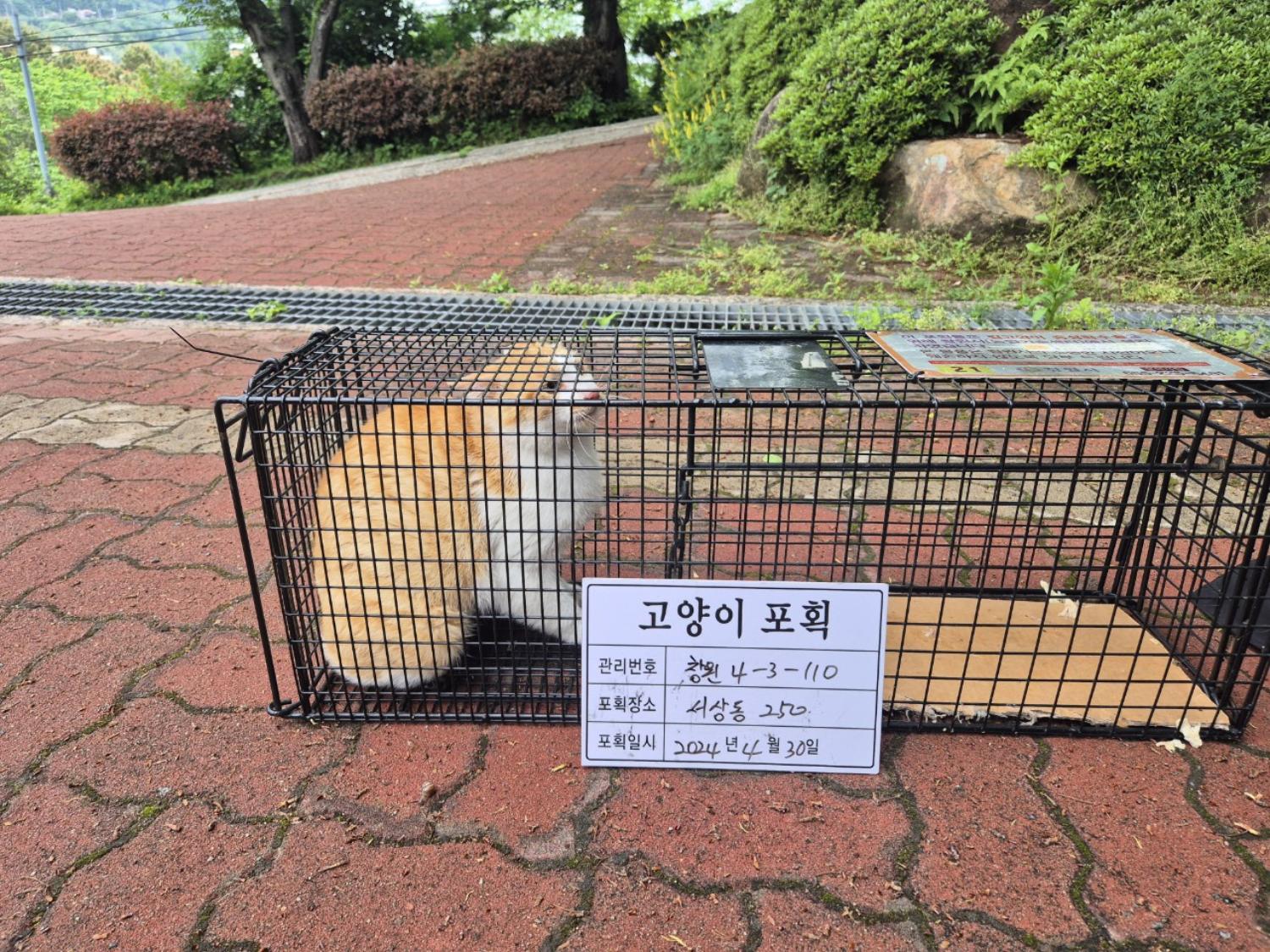 보호중동물사진 공고번호-경남-창원-2024-00470