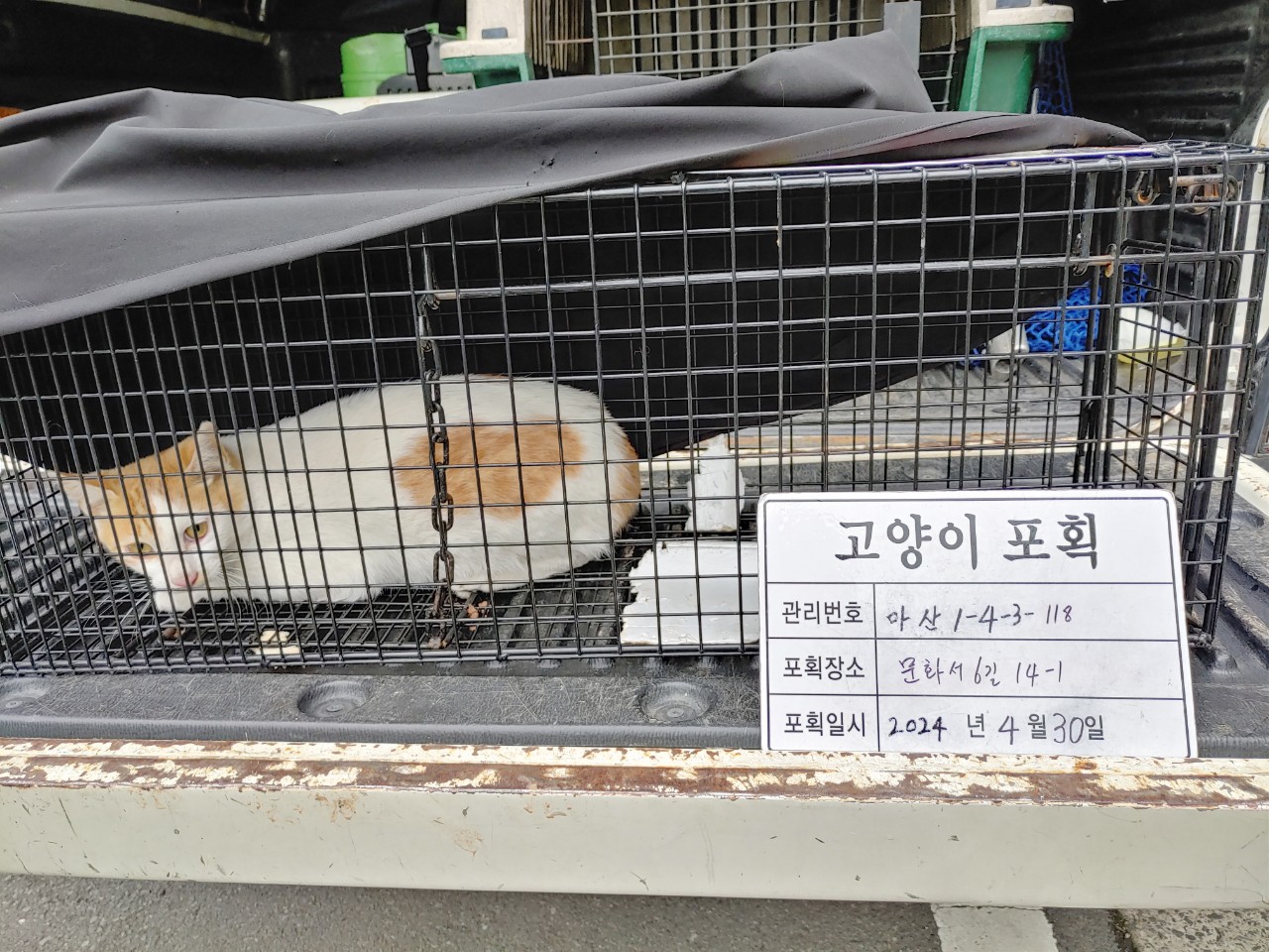 보호중동물사진 공고번호-경남-마산-2024-00600