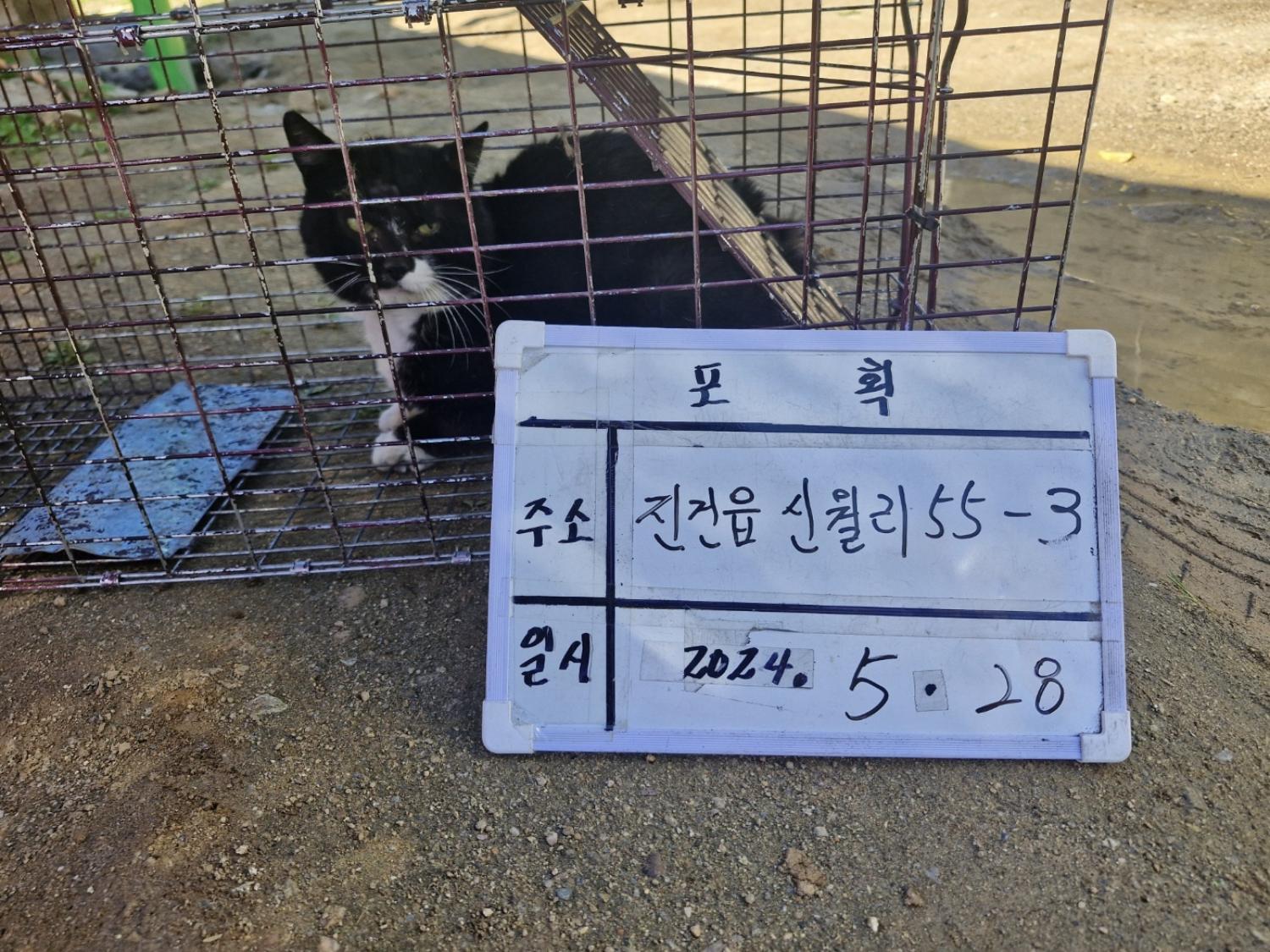 보호중동물사진 공고번호-경기-남양주-2024-01190