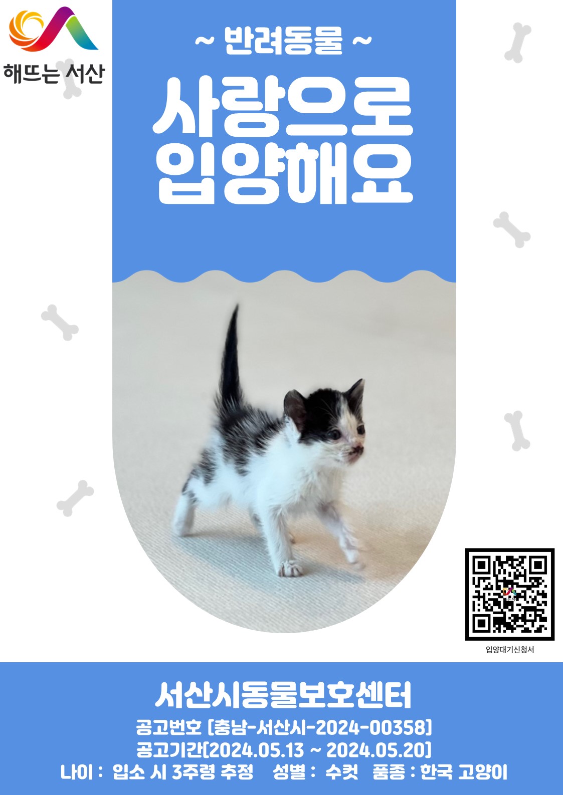공고 번호가 충남-서산-2024-00358인 한국 고양이 동물 사진