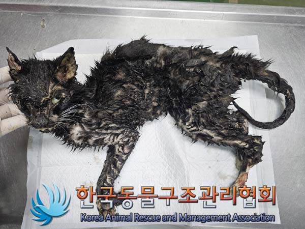 공고 번호가 서울-중랑-2024-00038인 한국 고양이 동물 사진