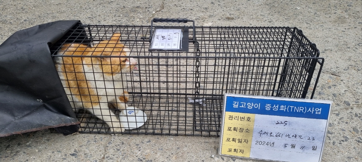보호중동물사진 공고번호-경기-남양주-2024-01032