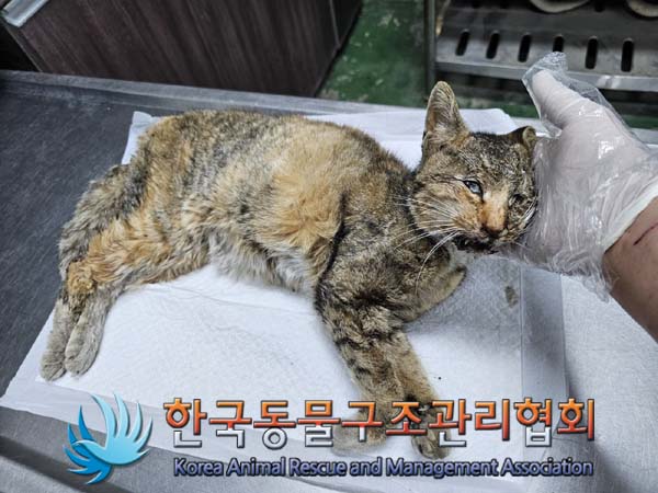 공고 번호가 서울-광진-2024-00034인 한국 고양이 동물 사진  