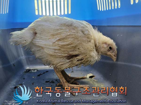 공고 번호가 서울-강남-2024-00021인 기타축종 동물 사진  