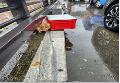 공고 번호가 부산-동구-2024-00021인 한국 고양이 동물 사진