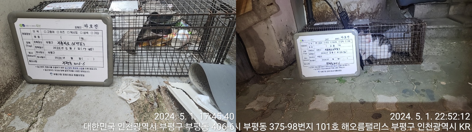 보호중동물사진 공고번호-인천-부평-2024-00086