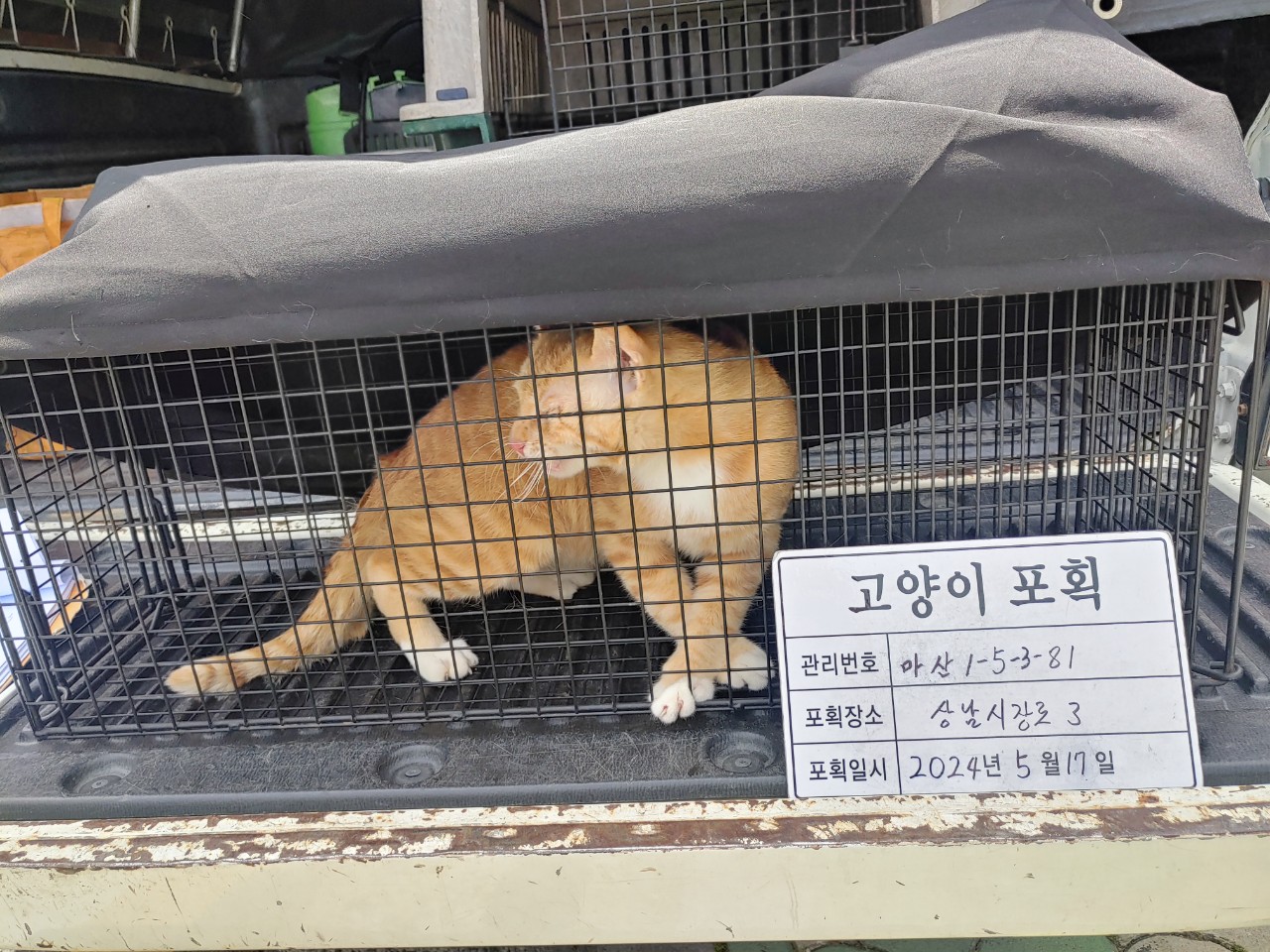 보호중동물사진 공고번호-경남-마산-2024-00775