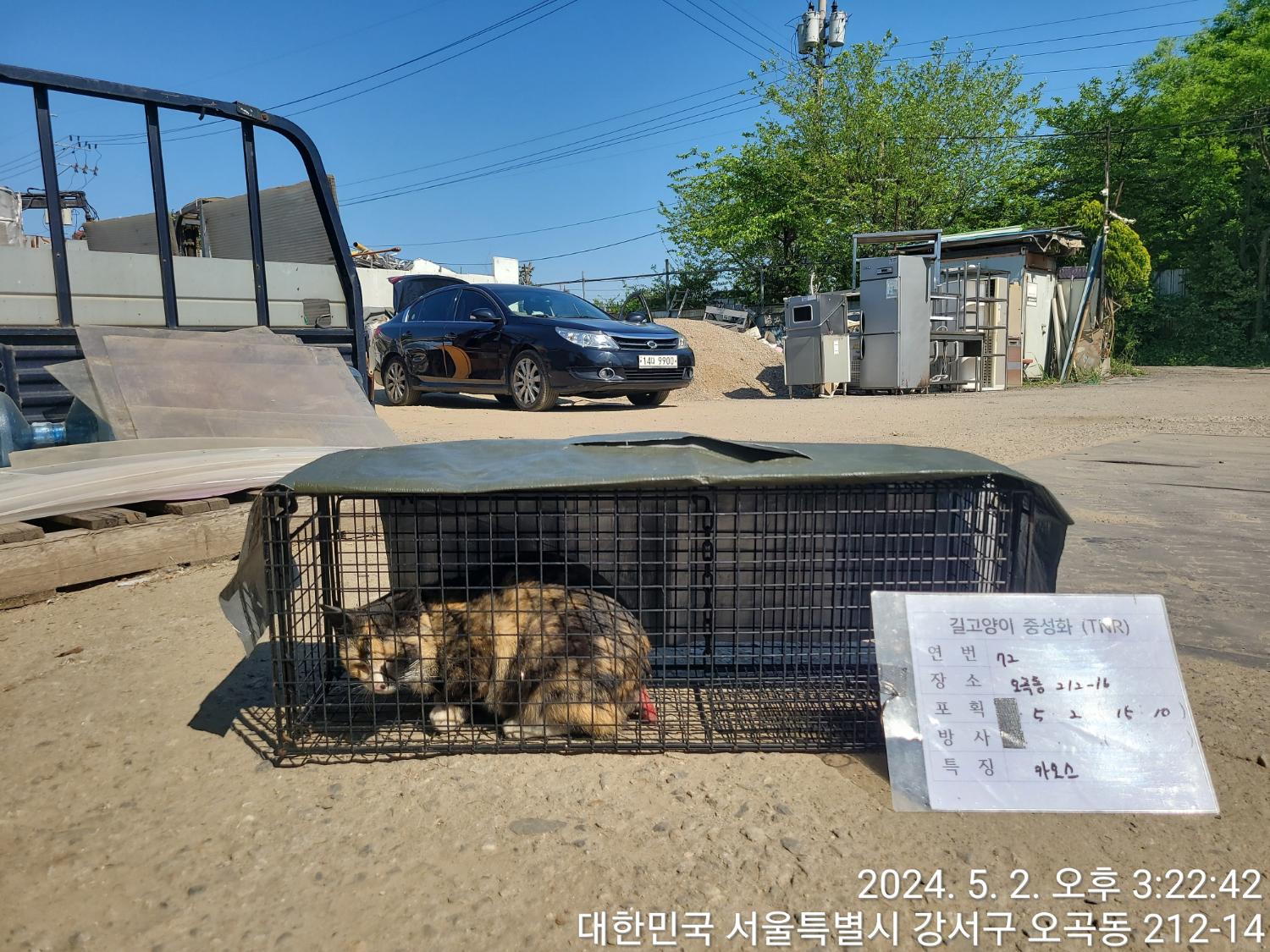 보호중동물사진 공고번호-서울-강서-2024-00160