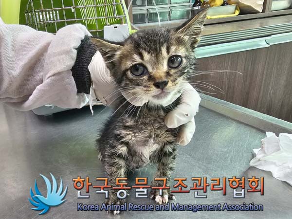 공고 번호가 경기-양주-2024-00287인 한국 고양이 동물 사진