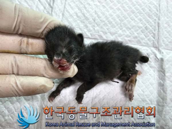 공고 번호가 서울-광진-2024-00032인 한국 고양이 동물 사진  