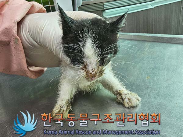 공고 번호가 서울-은평-2024-00073인 한국 고양이 동물 사진  