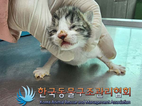 공고 번호가 서울-광진-2024-00028인 한국 고양이 동물 사진  