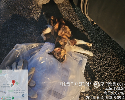 공고 번호가 대전-유성-2024-00174인 한국 고양이 동물 사진  