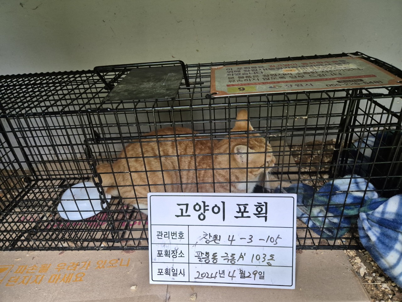 보호중동물사진 공고번호-경남-창원-2024-00465