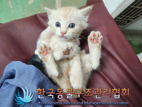 공고 번호가 서울-서대문-2024-00049인 한국 고양이 동물 사진