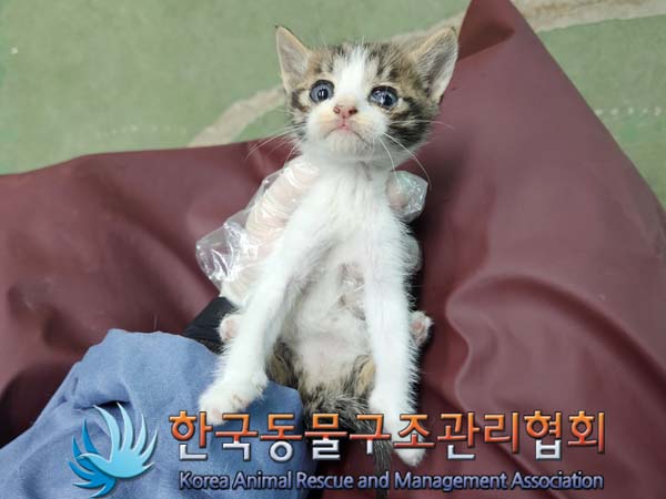 공고 번호가 서울-구로-2024-00071인 한국 고양이 동물 사진