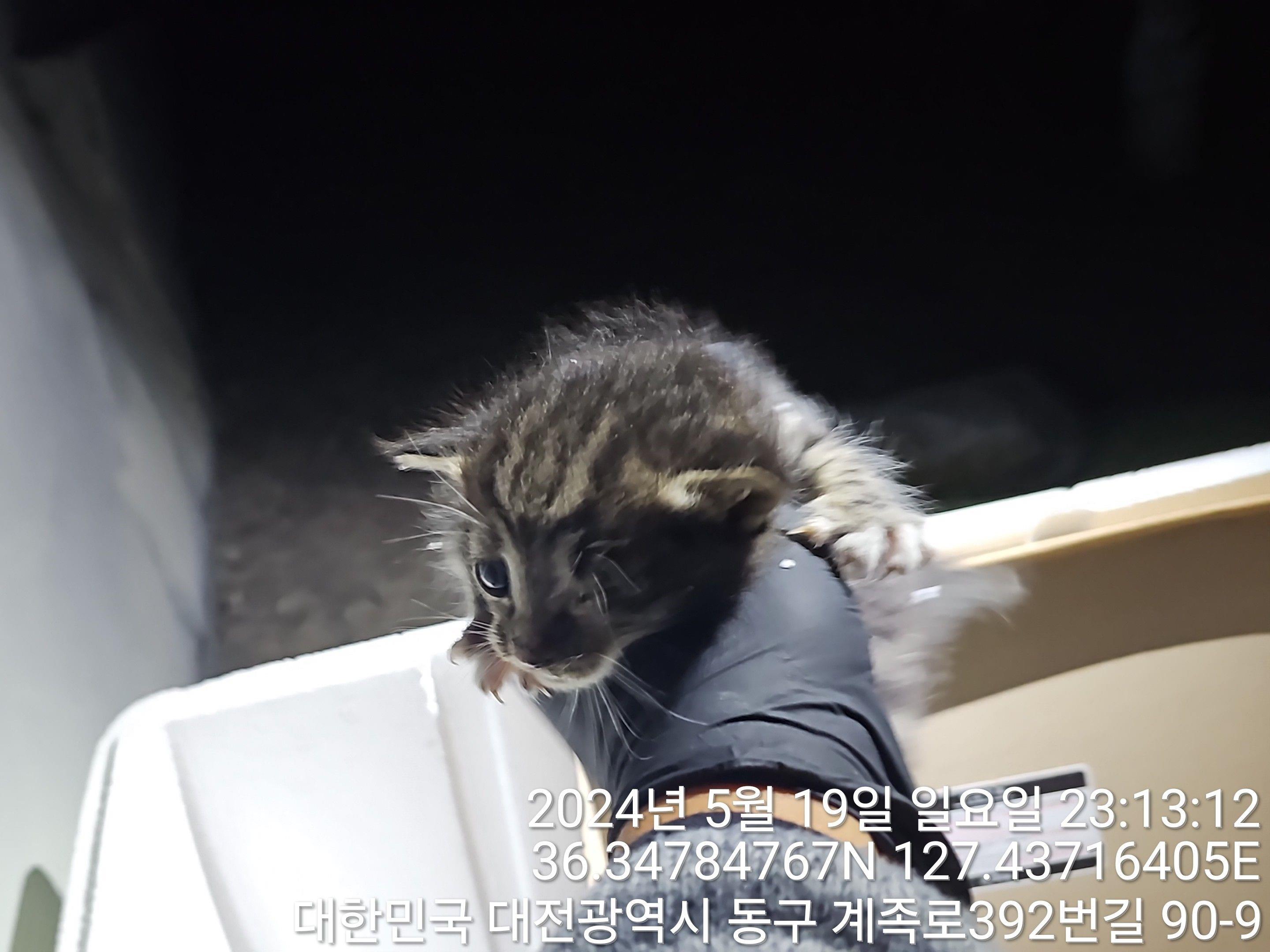 공고 번호가 대전-동구-2024-00136인 한국 고양이 동물 사진
