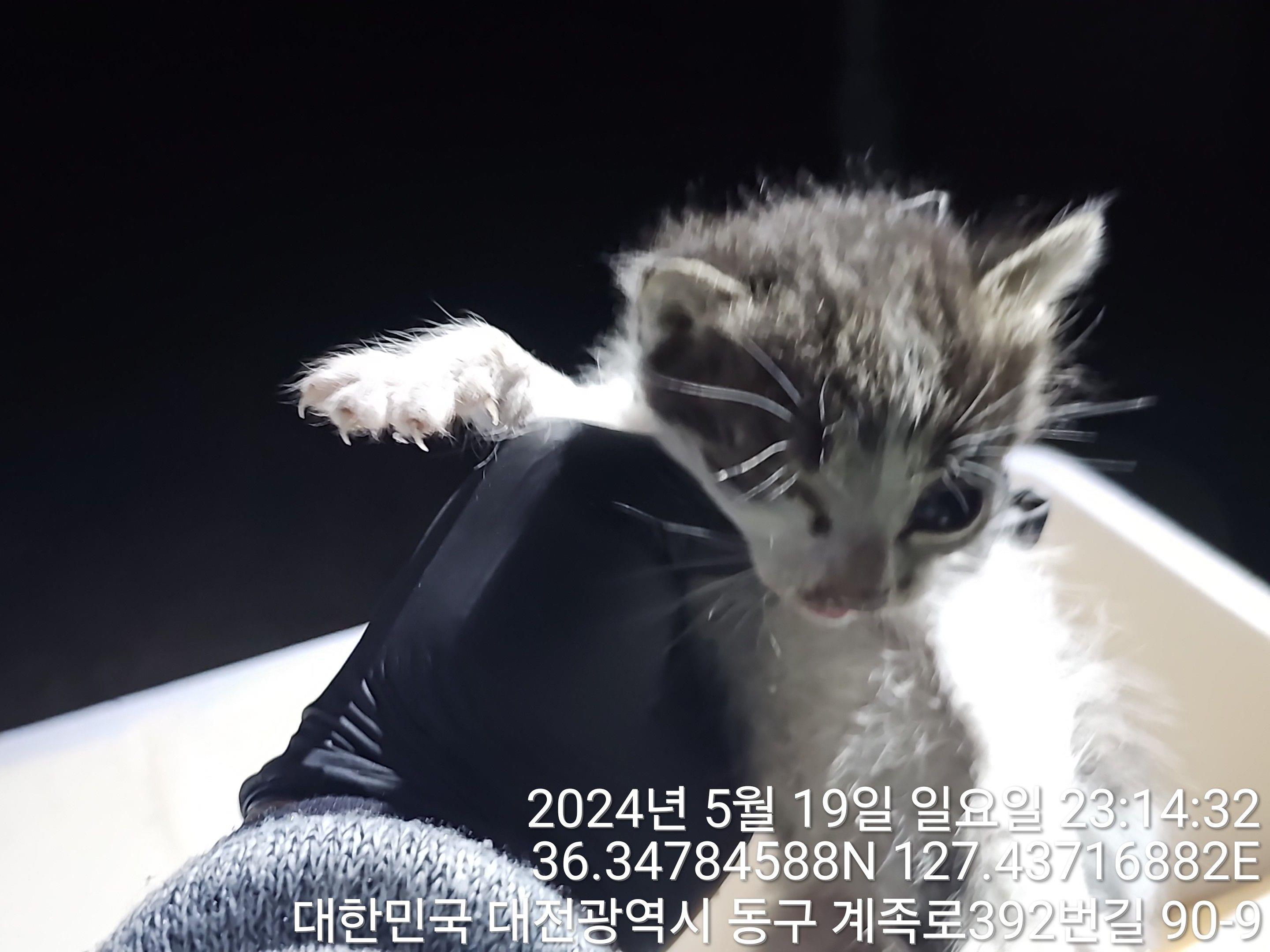 공고 번호가 대전-동구-2024-00138인 한국 고양이 동물 사진