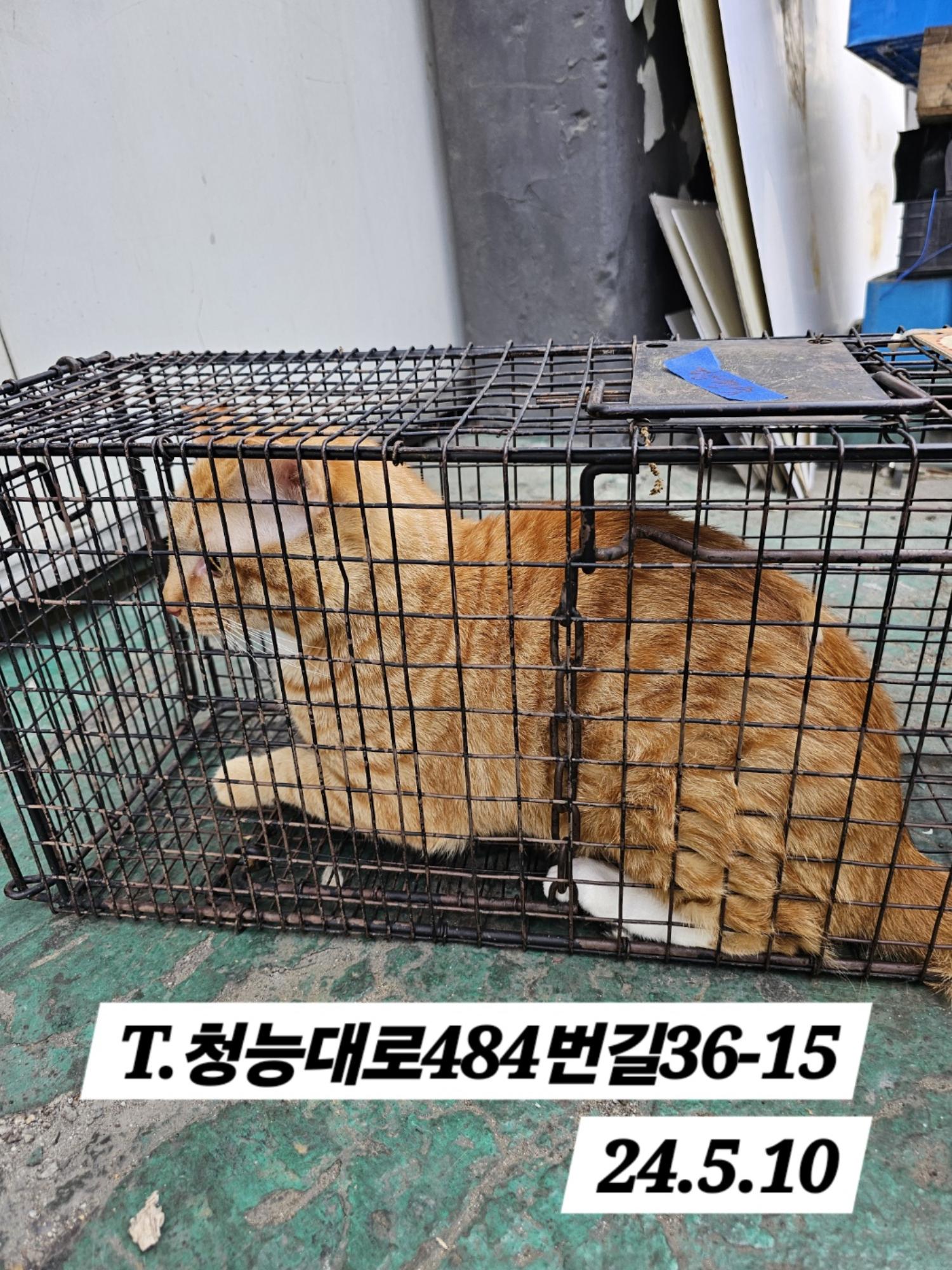 보호중동물사진 공고번호-인천-남동-2024-00306