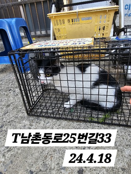 보호중동물사진 공고번호-인천-남동-2024-00229