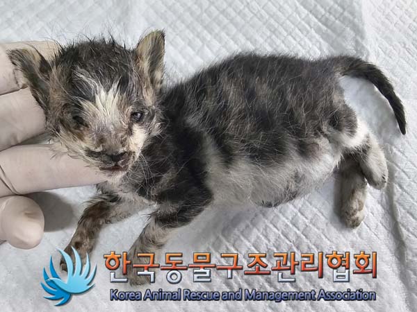 공고 번호가 서울-노원-2024-00056인 한국 고양이 동물 사진  