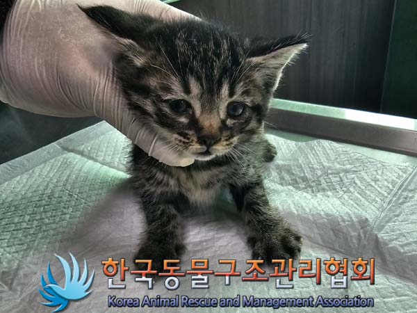 공고 번호가 서울-은평-2024-00086인 한국 고양이 동물 사진