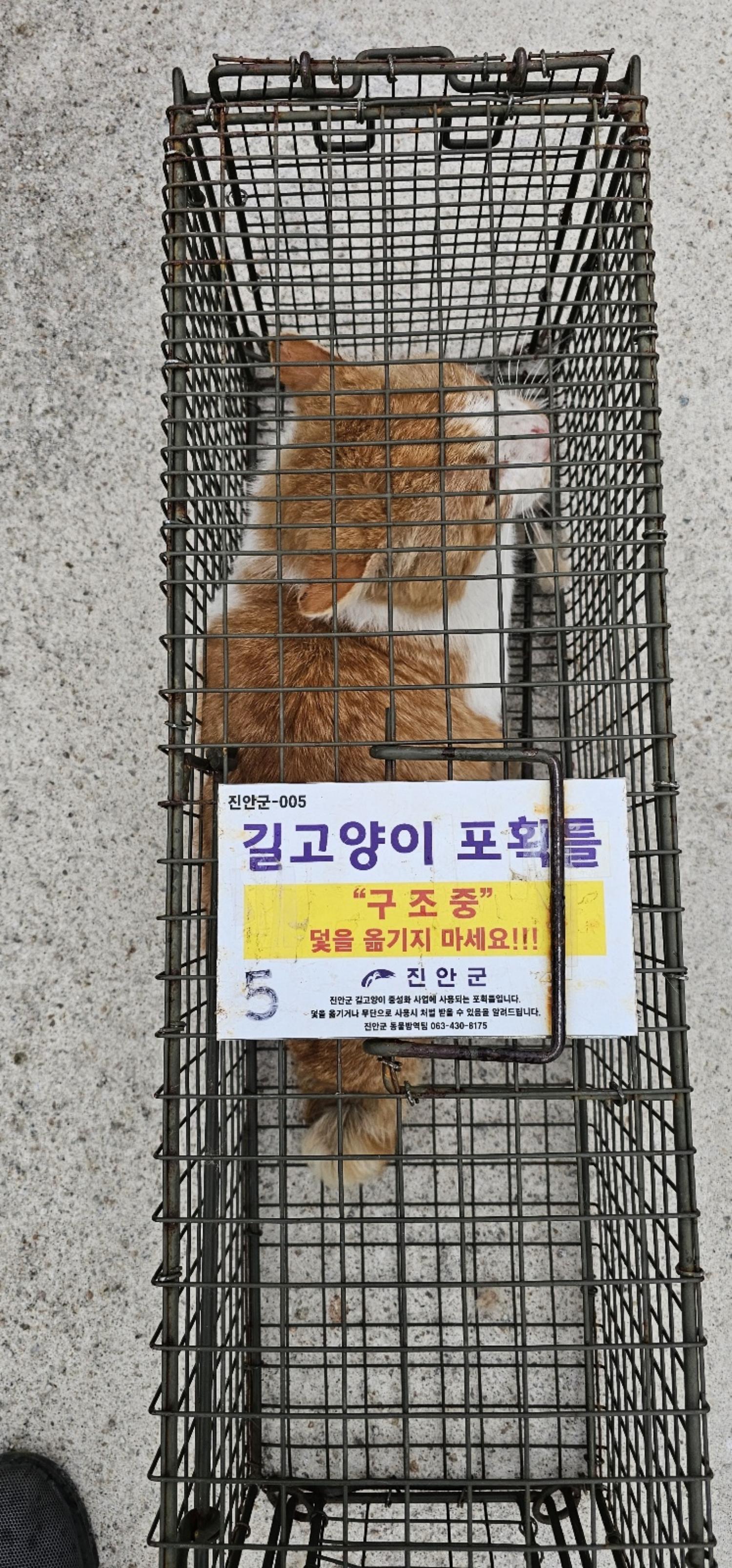 보호중동물사진 공고번호-전북-진안-2024-00202