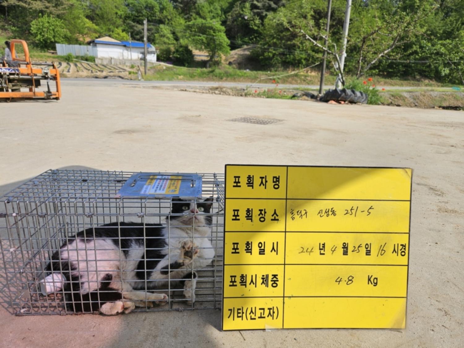 보호중동물사진 공고번호-충북-청주-2024-00984