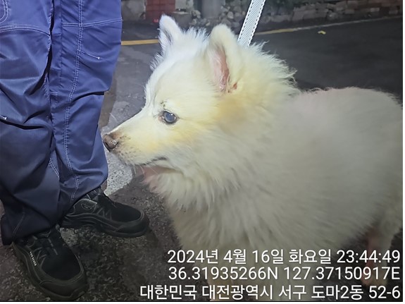 공고 번호가 대전-서구-2024-00115인 스피츠 동물 사진  