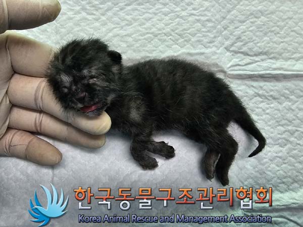 공고 번호가 서울-서대문-2024-00036인 한국 고양이 동물 사진  