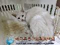 공고 번호가 경기-포천-2024-00318인 한국 고양이 동물 사진