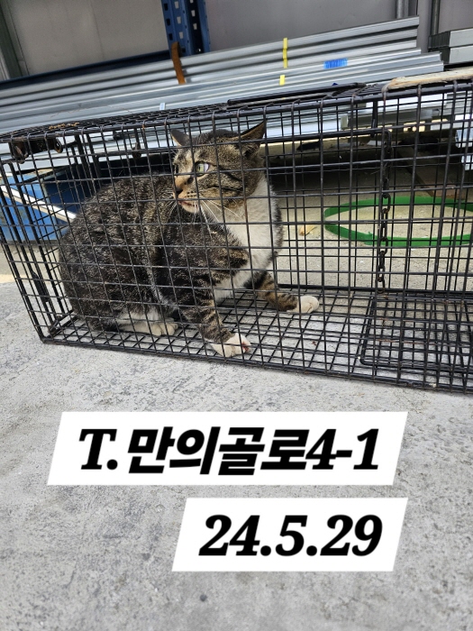 보호중동물사진 공고번호-인천-남동-2024-00334