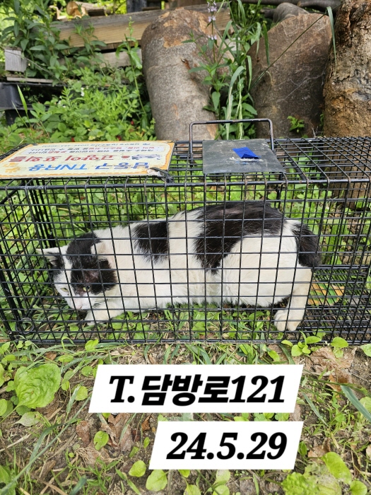 보호중동물사진 공고번호-인천-남동-2024-00335