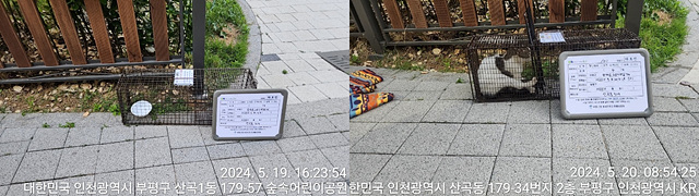 보호중동물사진 공고번호-인천-부평-2024-00167