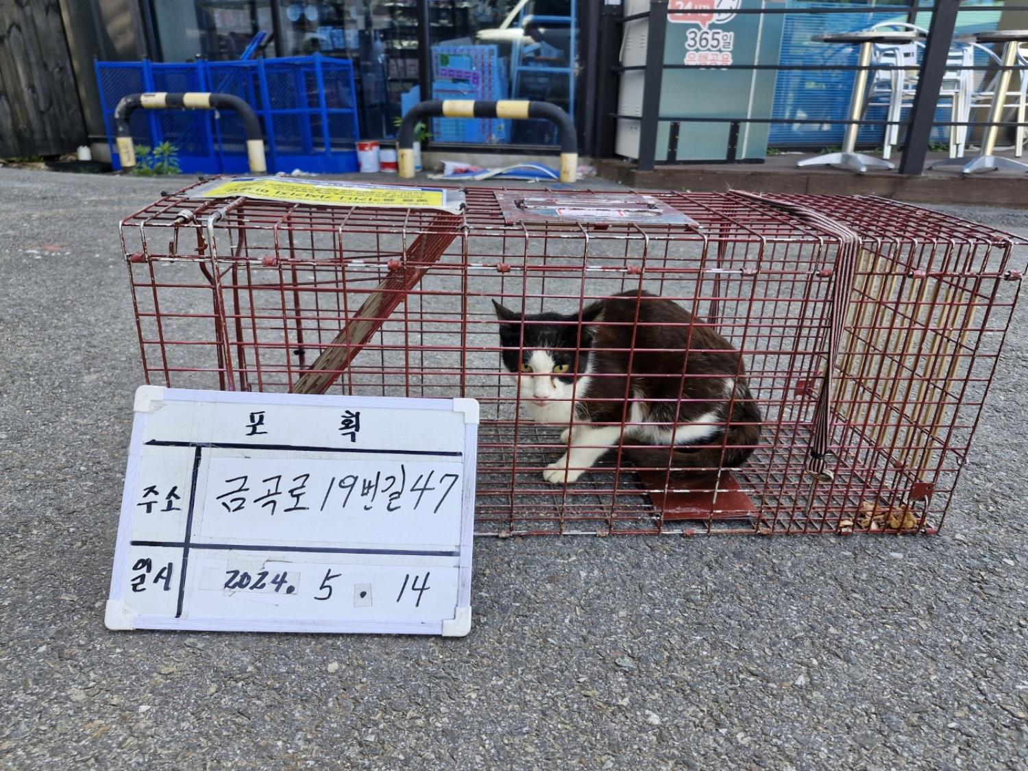 보호중동물사진 공고번호-경기-남양주-2024-01056