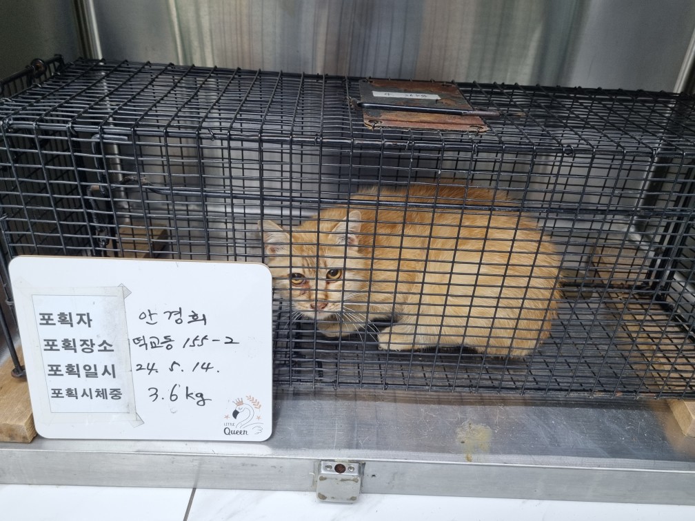 보호중동물사진 공고번호-인천-중구-2024-00162