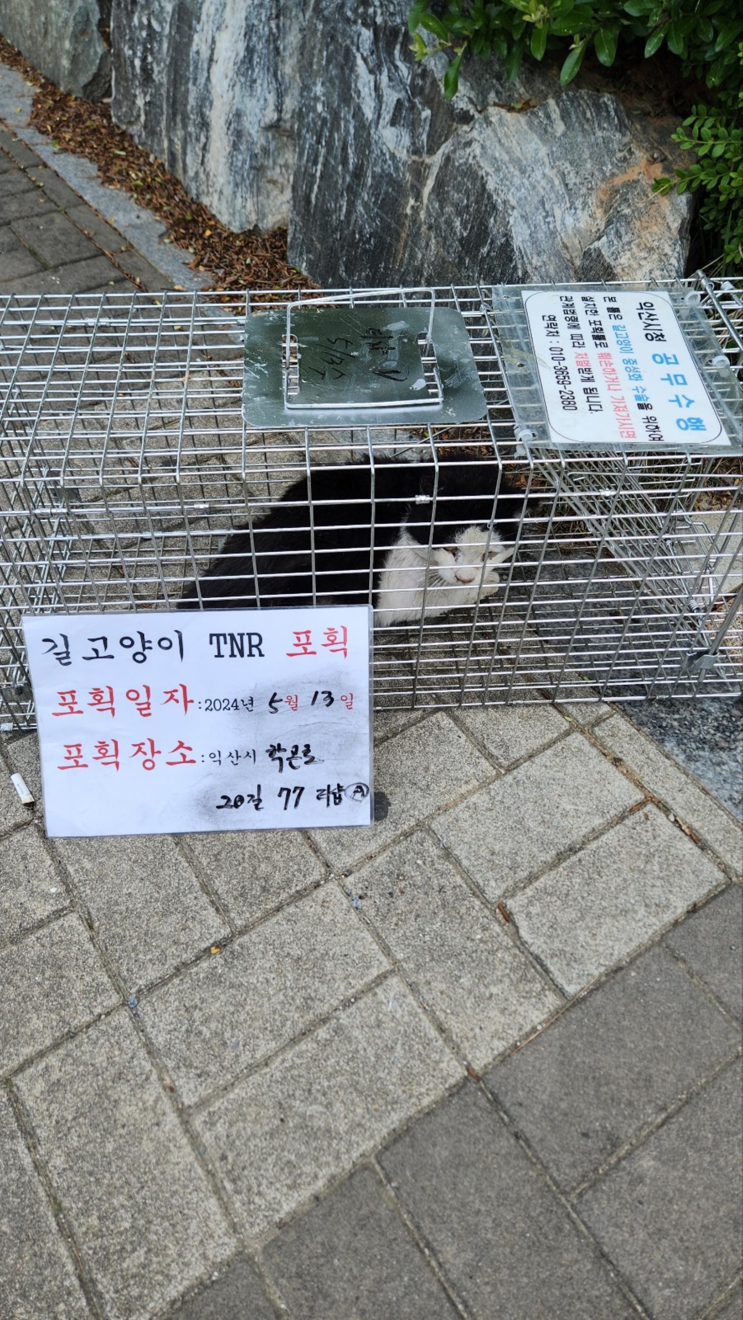보호중동물사진 공고번호-전북-익산-2024-00715