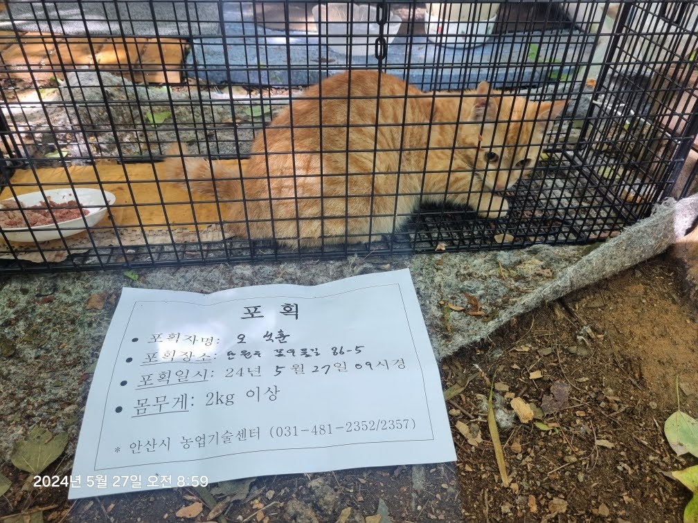 보호중동물사진 공고번호-경기-안산-2024-00715