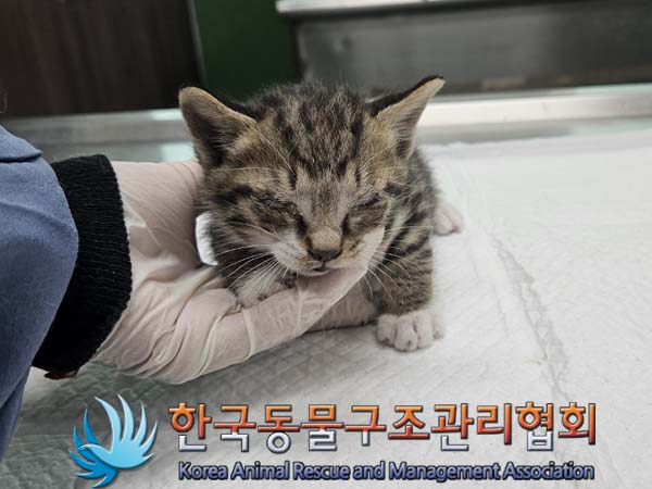 공고 번호가 서울-금천-2024-00040인 한국 고양이 동물 사진