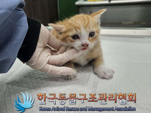 공고 번호가 서울-금천-2024-00039인 한국 고양이 동물 사진