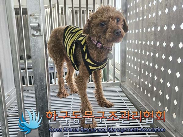 공고 번호가 서울-금천-2024-00044인 푸들 동물 사진