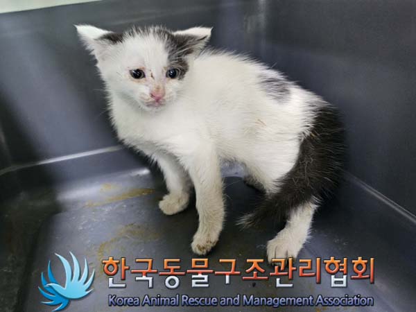 공고 번호가 경기-의정부-2024-00090인 한국 고양이 동물 사진