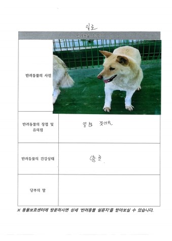 공고 번호가 전북-진안-2024-00075인 믹스견 동물 사진